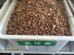 北沙参种子