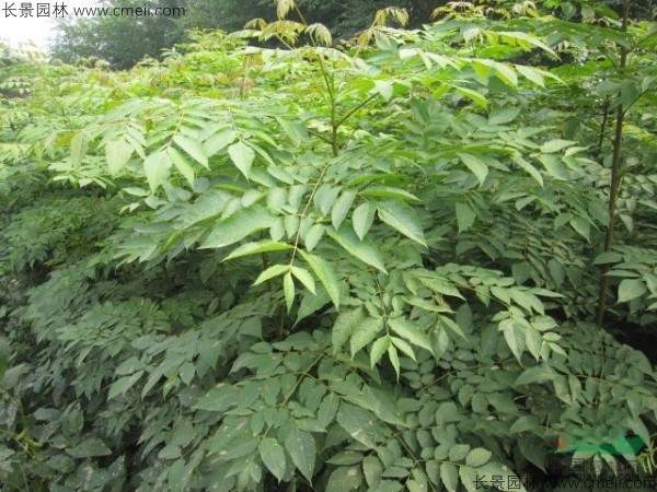 栾树种子发芽出苗图片