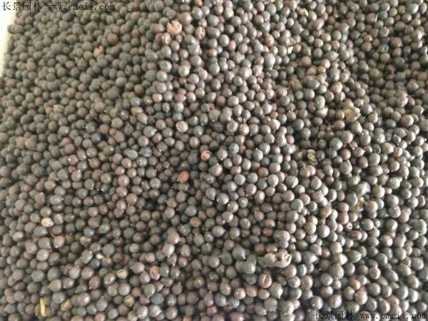 黄山栾树种子图片