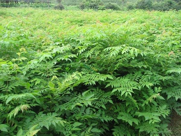 黄山栾树种子发芽出苗图片