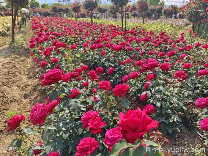 园林绿化苗木怎么挑才合适?(图2) 园林绿化苗木怎么挑才合适?(图2)