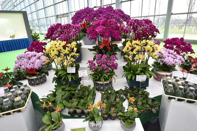 合肥苗交会签约77亿元,合作成果丰硕(图2) 合肥苗交会签约77亿元,合作成果丰硕(图2)