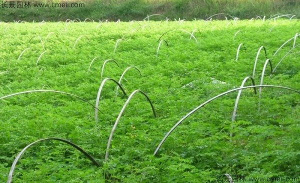 印度辣木种子发芽出苗图片