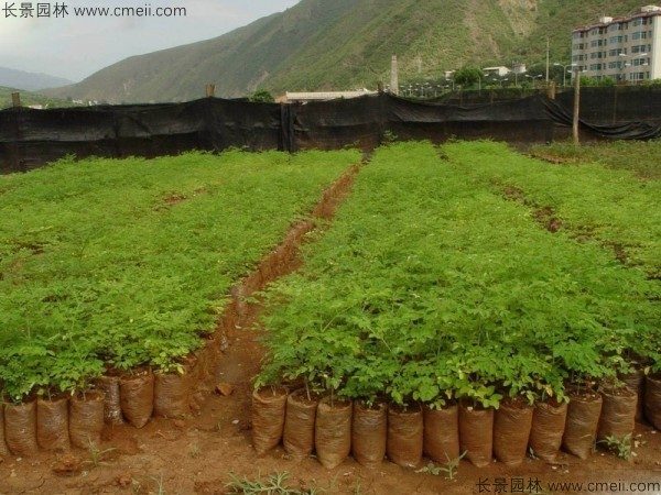 印度辣木种子发芽出苗图片