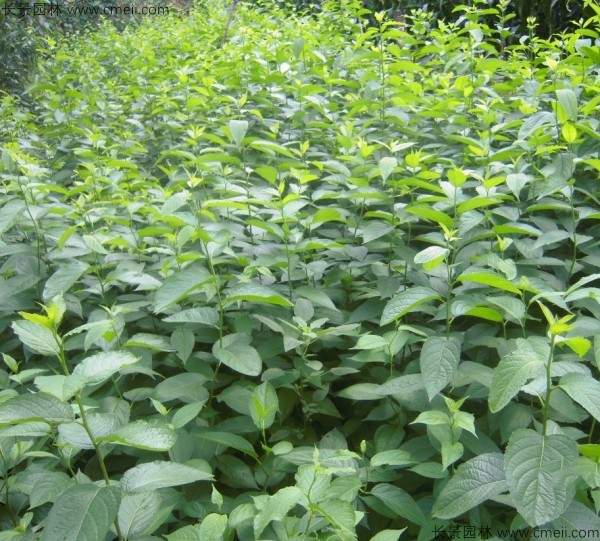 杜仲种子发芽出苗图片