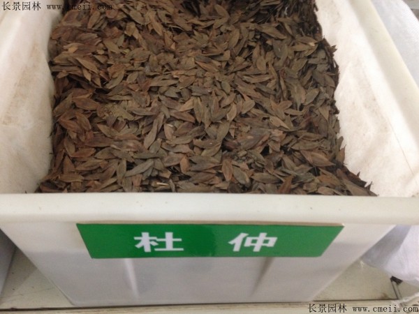 杜仲种子图片