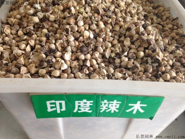印度辣木种子图片
