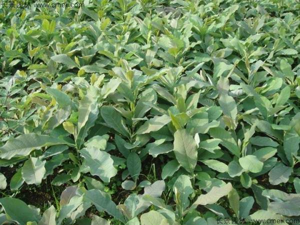 杜仲种子发芽出苗图片