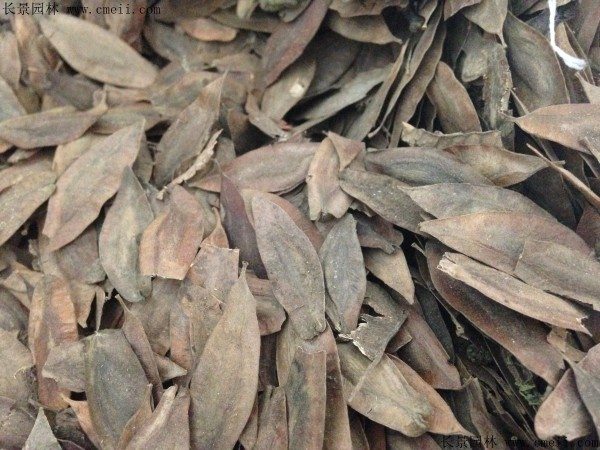 杜仲种子图片
