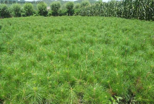 华山松种子发芽出苗图片