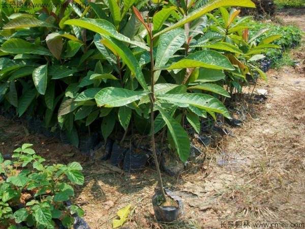 杜英种子发芽出苗图片