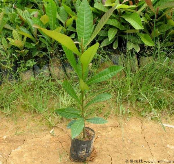 杜英种子发芽出苗图片