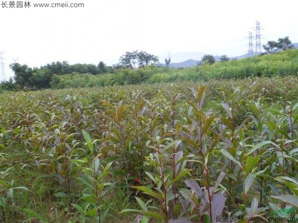 杜英种子发芽出苗图片