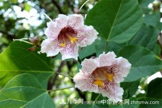 楸树的养殖方法和注意事项(图1) 楸树的养殖方法和注意事项(图1)