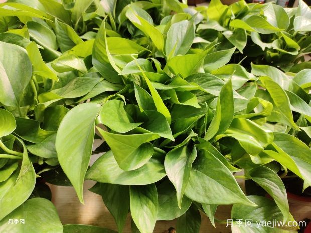 十大最好养的花是什么?(图1) 十大最好养的花是什么?(图1)