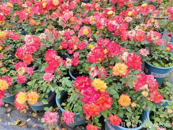 盆栽花卉种类有哪些?(图1) 盆栽花卉种类有哪些?(图1)