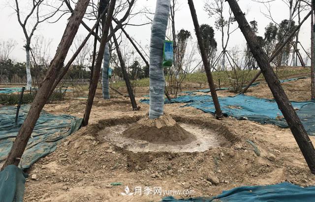 园林人有疑惑,苗木移植之后,先搭支撑好,还是先浇水好?(图1) 园林人有疑惑,苗木移植之后是先搭支撑还是先浇水?(图1)