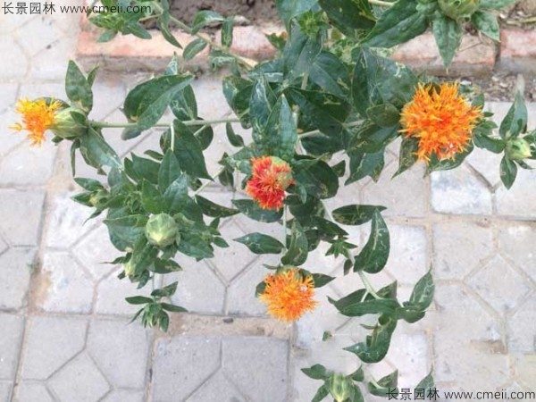 红花种子发芽出苗图片