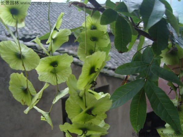 铜钱柳种子图片