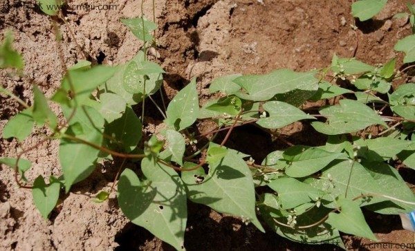 苦荞麦种子发芽出苗图片