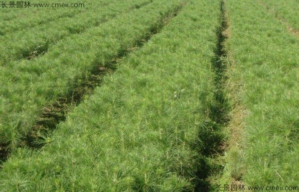 湿地松种子发芽出苗图片