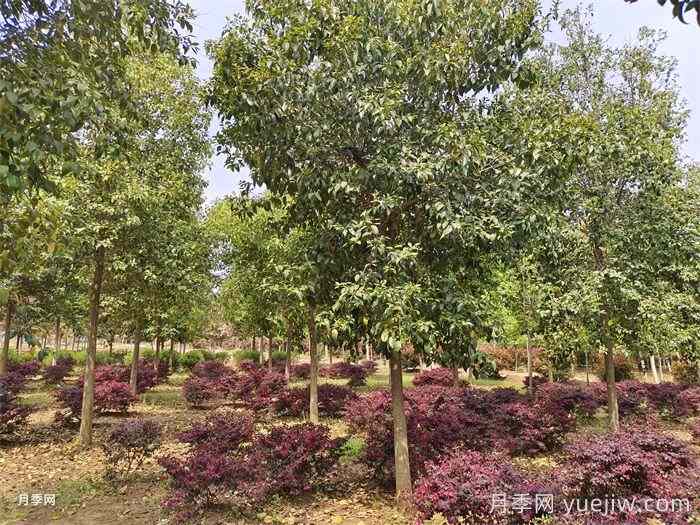 大乔木移栽后是否全部需要缠草绳？(图1)