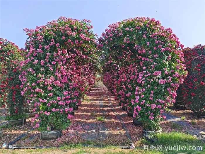 小区内绿化病虫害怎么治?植物怎么修剪?(图1) 小区内绿化病虫害怎么治?植物怎么修剪?(图1)