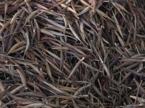 黄菊花种子图片