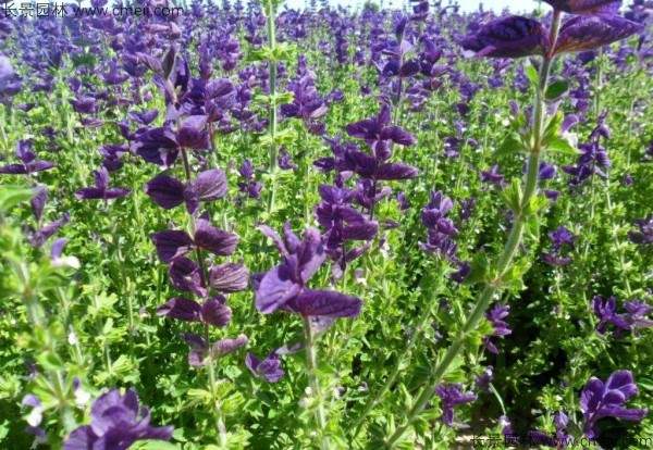 蓝花鼠尾草种子发芽出苗开花图片