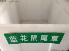 蓝花鼠尾草种子