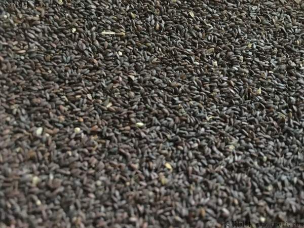 红千层种子图片