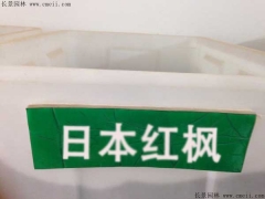 日本红枫种子