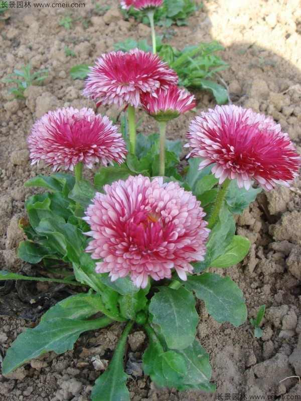 雏菊种子发芽出苗开花图片