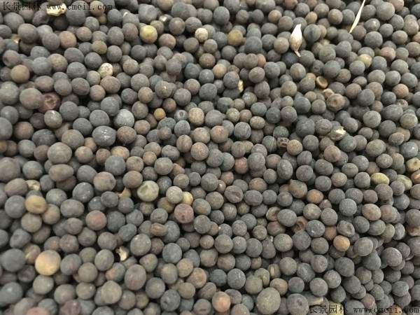 光叶紫花苕种子图片