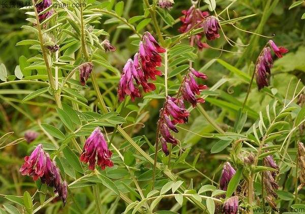 光叶紫花苕种子发芽出苗图片