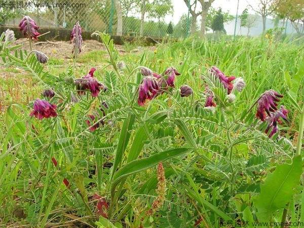 光叶紫花苕种子发芽出苗图片