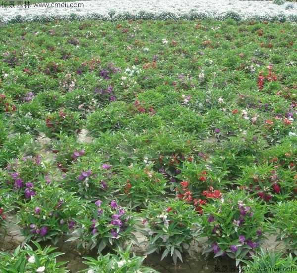 长春花种子发芽出苗开花图片