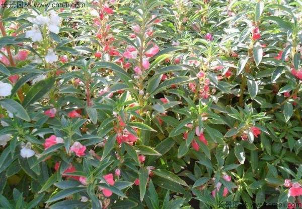 长春花种子发芽出苗开花图片