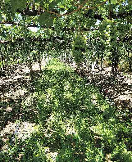 林下种草生态效益显著 涵养水分抑制扬尘提升绿化质量