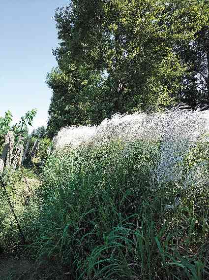 林下种草生态效益显著 涵养水分抑制扬尘提升绿化质量