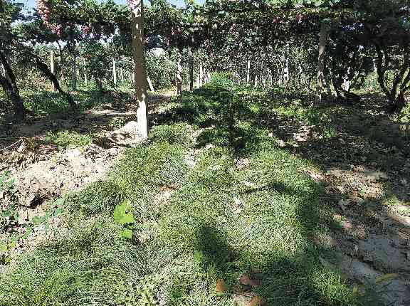 林下种草生态效益显著 涵养水分抑制扬尘提升绿化质量