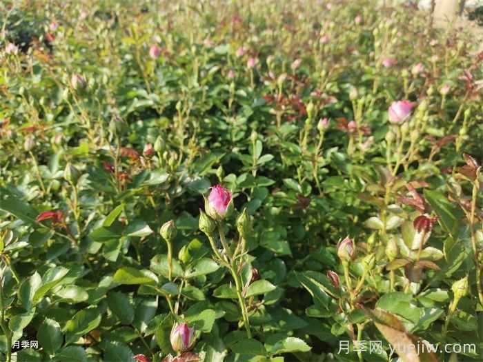 雨过天晴杂草疯长,苗木人该如何除草?(图1) 雨过天晴杂草疯长,苗木人该如何除草?(图1)