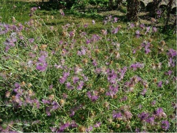 水飞蓟种子发芽出苗开花图片