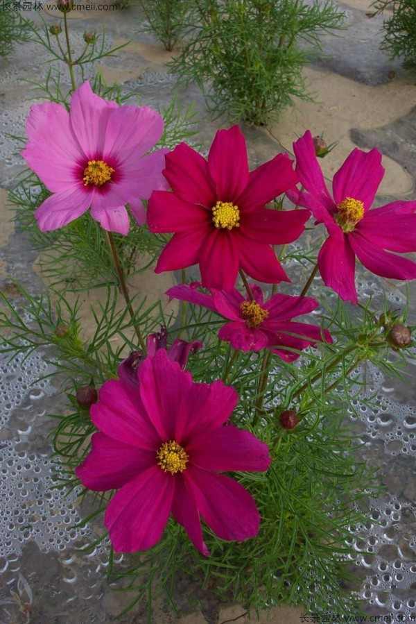 波斯菊种子发芽出苗开花图片