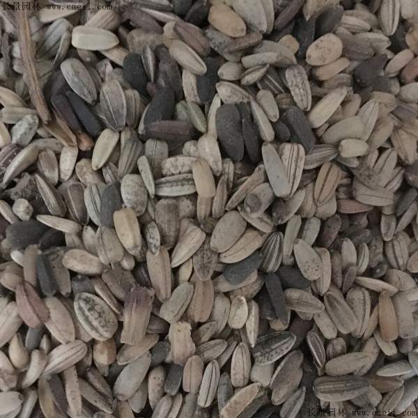 彩色向日葵种子图片