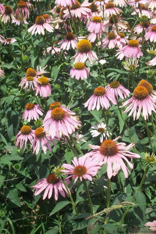 松果菊种子图片