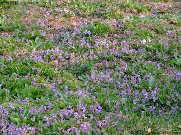 紫花地丁种子发芽出苗开花图片