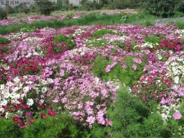 波斯菊种子发芽出苗开花图片