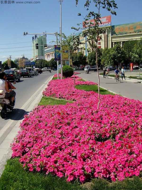 牵牛花种子发芽出苗开花图片