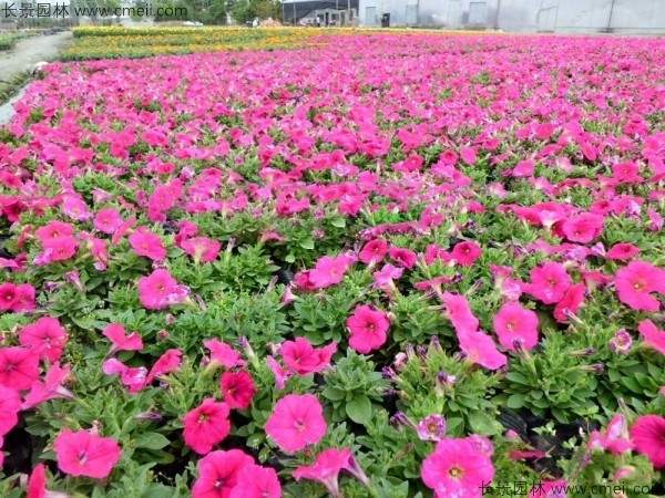 牵牛花种子发芽出苗开花图片